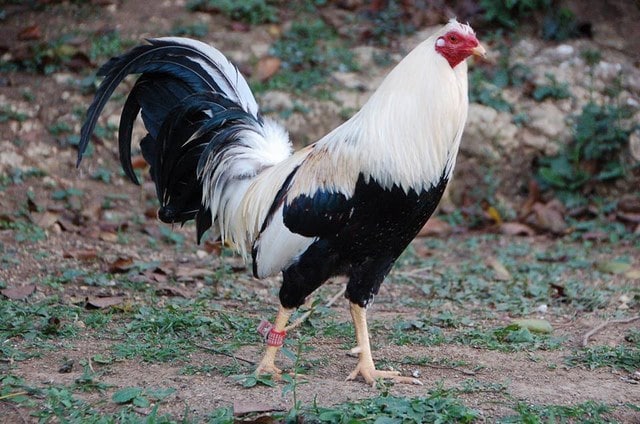 Những con gà chọi Mỹ luôn sở hữu vóc dáng rất to lớn so với các giống gà chọi thuần Việt